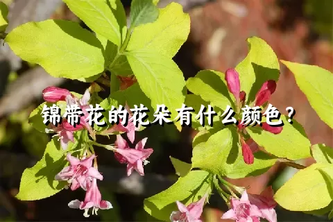 锦带花的花朵有什么颜色？