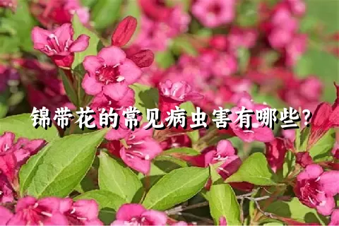 锦带花的常见病虫害有哪些？