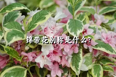 锦带花别称是什么？