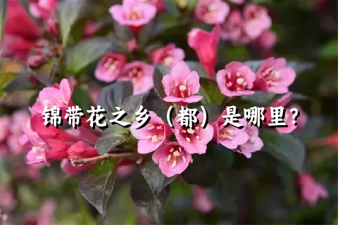 锦带花之乡（都）是哪里？