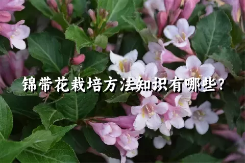 锦带花栽培方法知识有哪些？