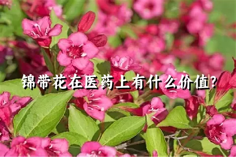 锦带花在医药上有什么价值？