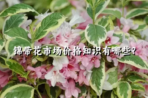 锦带花市场价格知识有哪些？