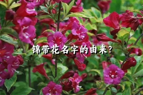 锦带花名字的由来？