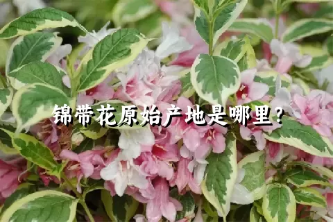 锦带花原始产地是哪里？