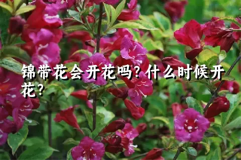 锦带花会开花吗？什么时候开花？