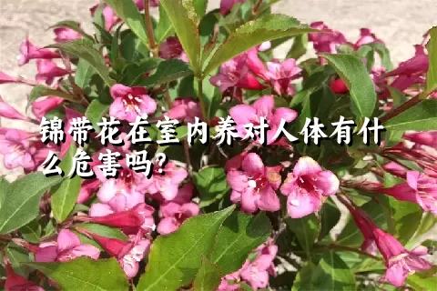 锦带花在室内养对人体有什么危害吗？