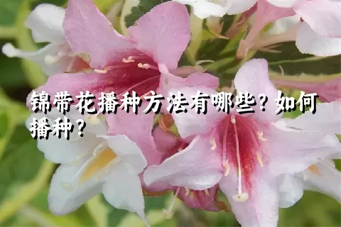 锦带花播种方法有哪些？如何播种？