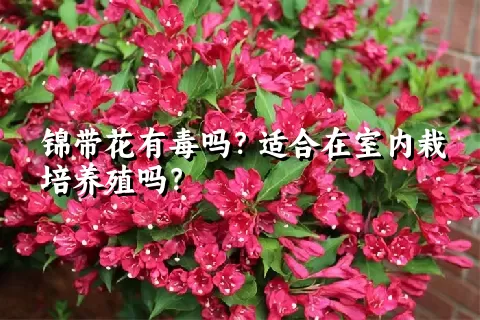 锦带花有毒吗？适合在室内栽培养殖吗？