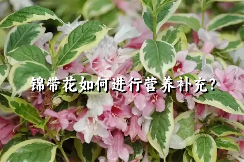 锦带花如何进行营养补充？