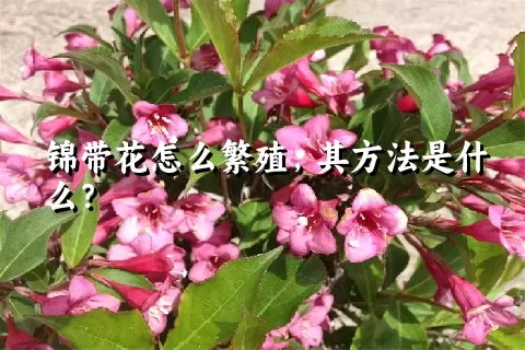 锦带花怎么繁殖，其方法是什么？