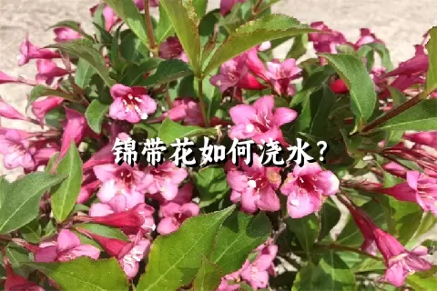 锦带花如何浇水？