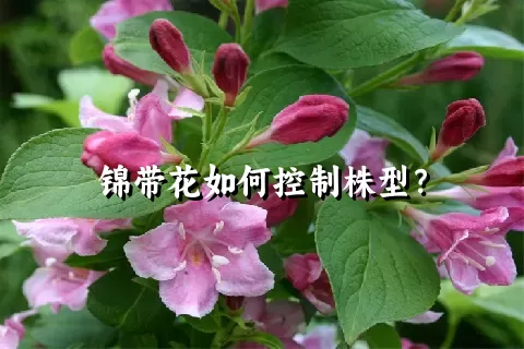 锦带花如何控制株型？