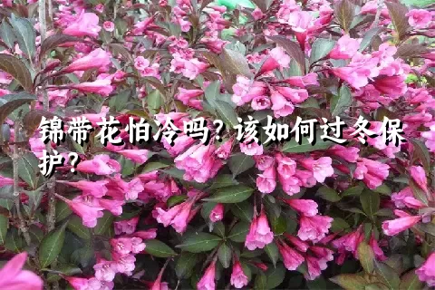 锦带花怕冷吗？该如何过冬保护？