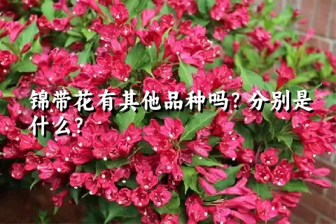 锦带花有其他品种吗？分别是什么？