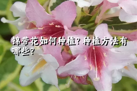 锦带花如何种植？种植方法有哪些？