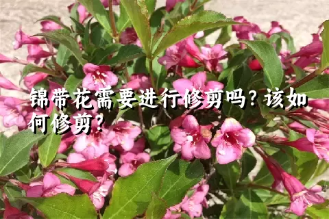 锦带花需要进行修剪吗？该如何修剪？