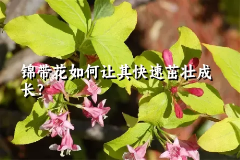 锦带花如何让其快速茁壮成长？