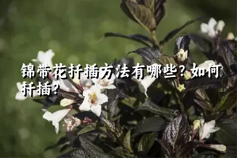 锦带花扦插方法有哪些？如何扦插？