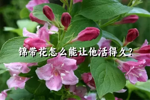 锦带花怎么能让他活得久？