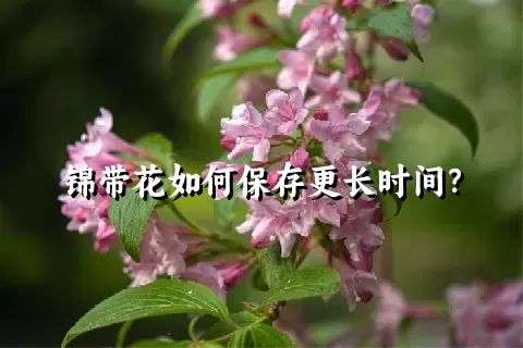 锦带花如何保存更长时间？