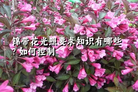 锦带花光照要求知识有哪些？如何控制