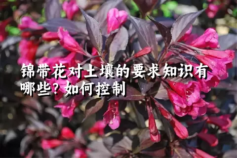 锦带花对土壤的要求知识有哪些？如何控制