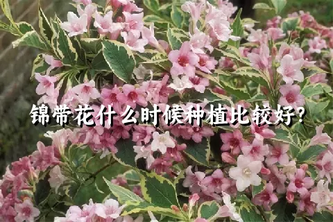 锦带花什么时候种植比较好？