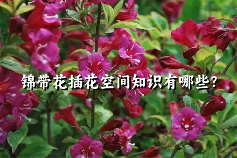 锦带花插花空间知识有哪些？