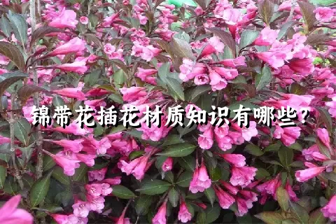 锦带花插花材质知识有哪些？