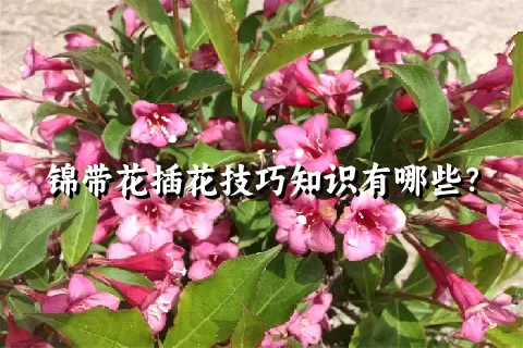 锦带花插花技巧知识有哪些？