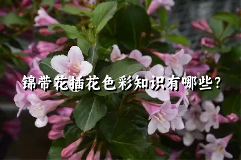 锦带花插花色彩知识有哪些？