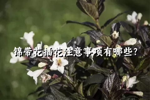 锦带花插花注意事项有哪些？