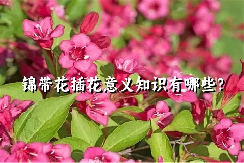 锦带花插花意义知识有哪些？