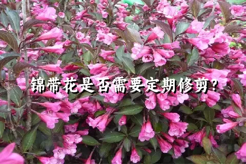 锦带花是否需要定期修剪？