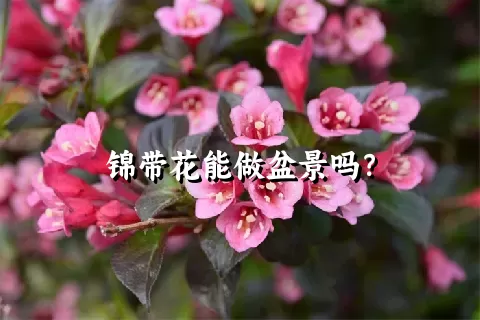 锦带花能做盆景吗？