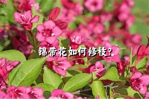 锦带花如何修枝？