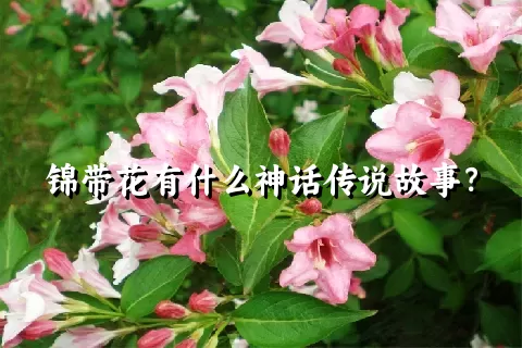 锦带花有什么神话传说故事？