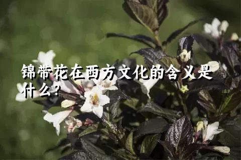 锦带花在西方文化的含义是什么？