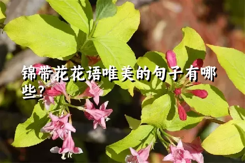 锦带花花语唯美的句子有哪些？