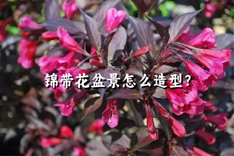 锦带花盆景怎么造型？