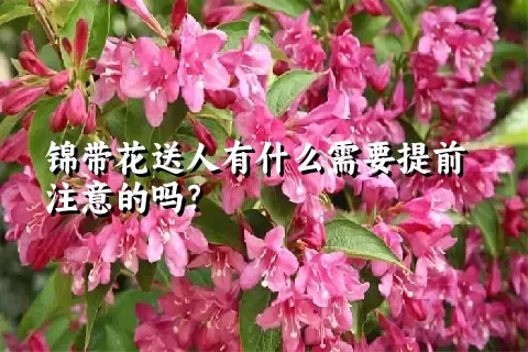 锦带花送人有什么需要提前注意的吗？