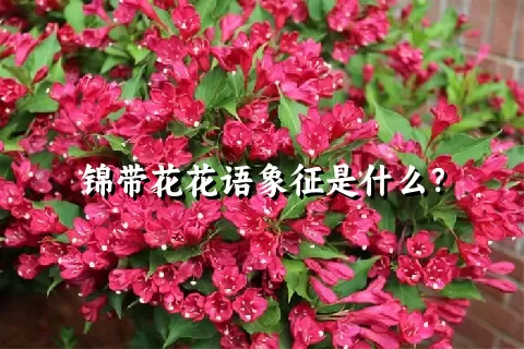 锦带花花语象征是什么？