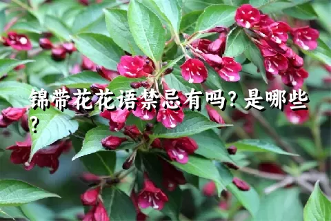 锦带花花语禁忌有吗？是哪些？