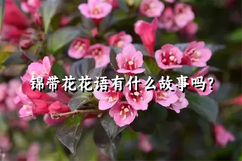 锦带花花语有什么故事吗？