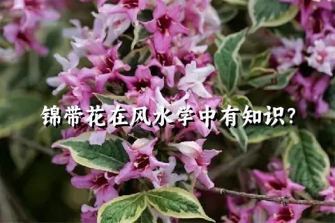 锦带花在风水学中有知识？