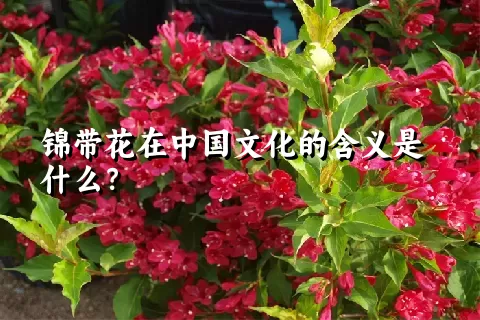 锦带花在中国文化的含义是什么？