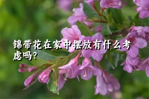 锦带花在家中摆放有什么考虑吗？