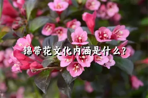 锦带花文化内涵是什么？