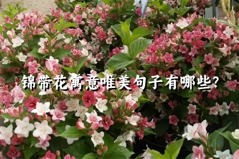 锦带花寓意唯美句子有哪些？